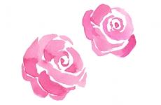 CAMELLIA